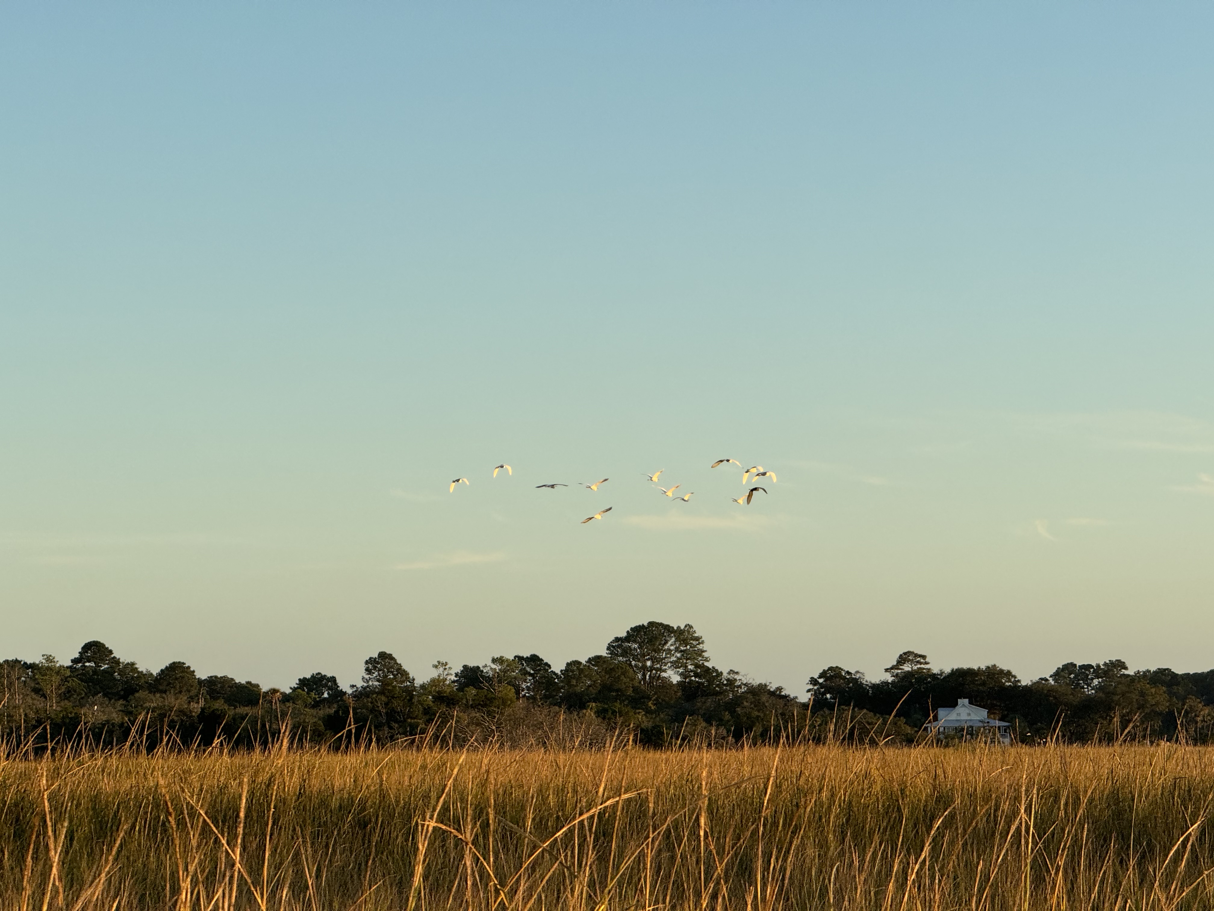 Birds over Beckett Plantation