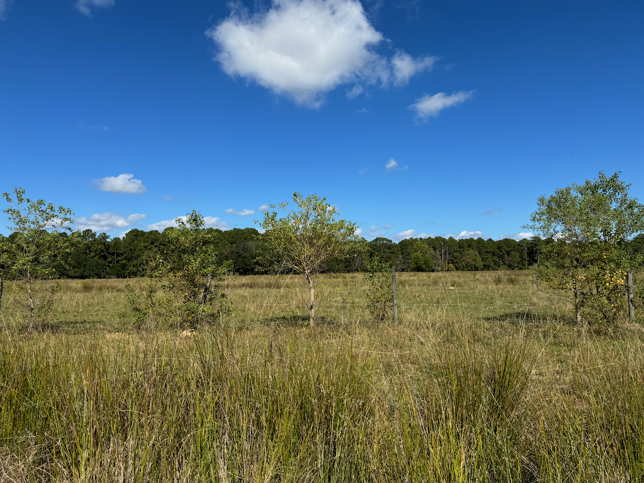 Lowcountry Land