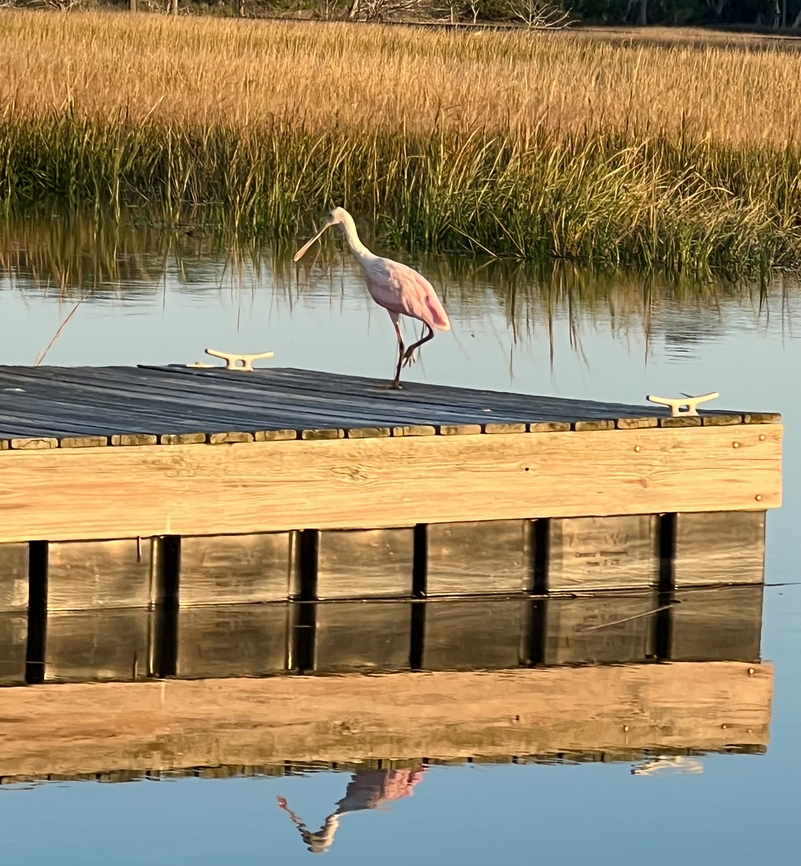 Roseate Spoonbill on an Edisto Island Dock