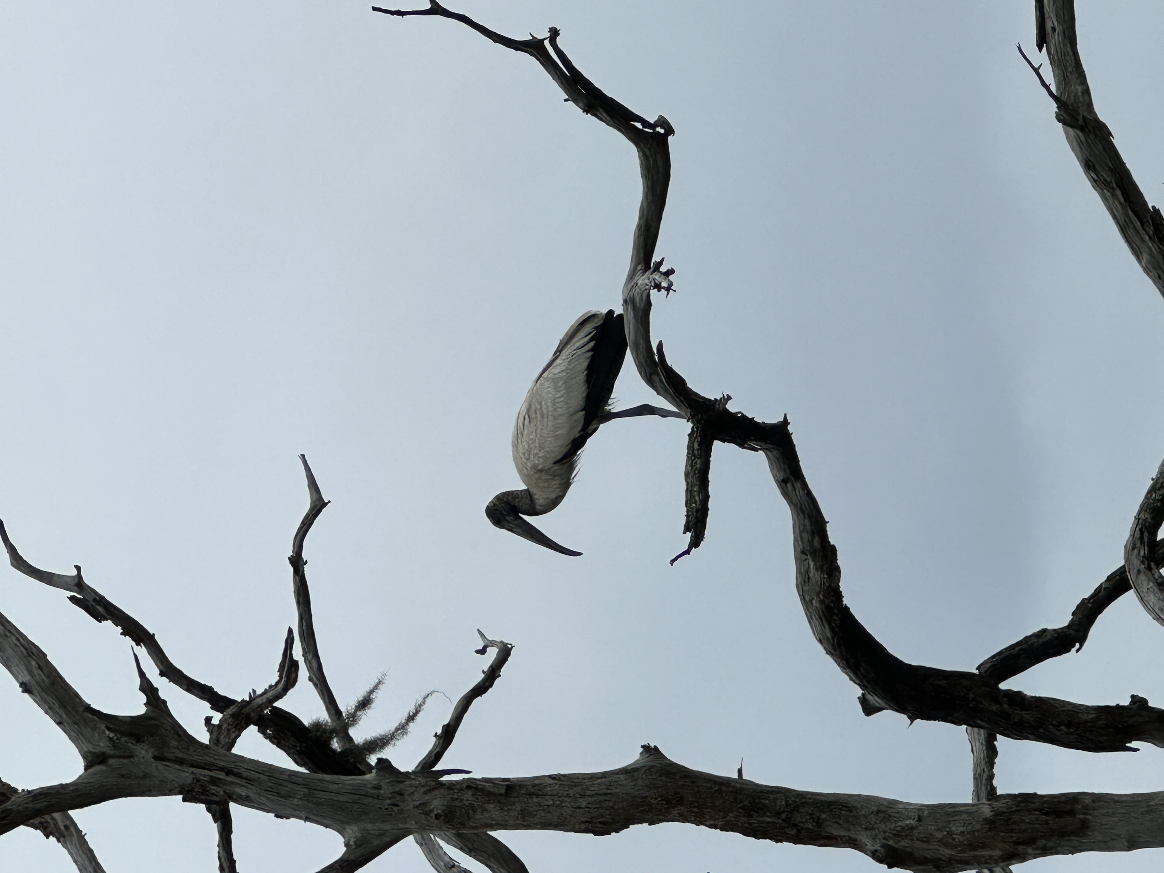 Wood Stork