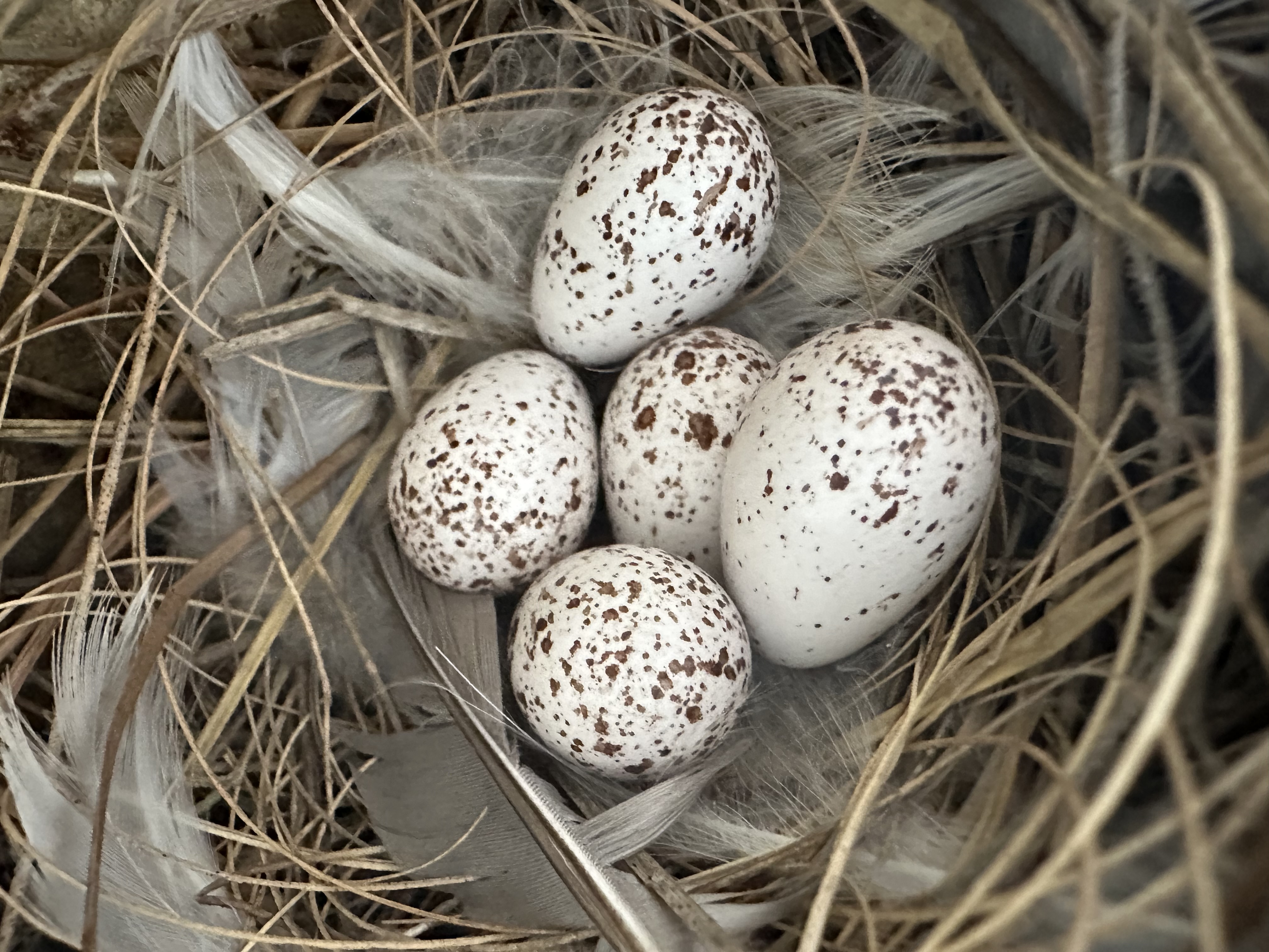 Barn Swallow Eggs