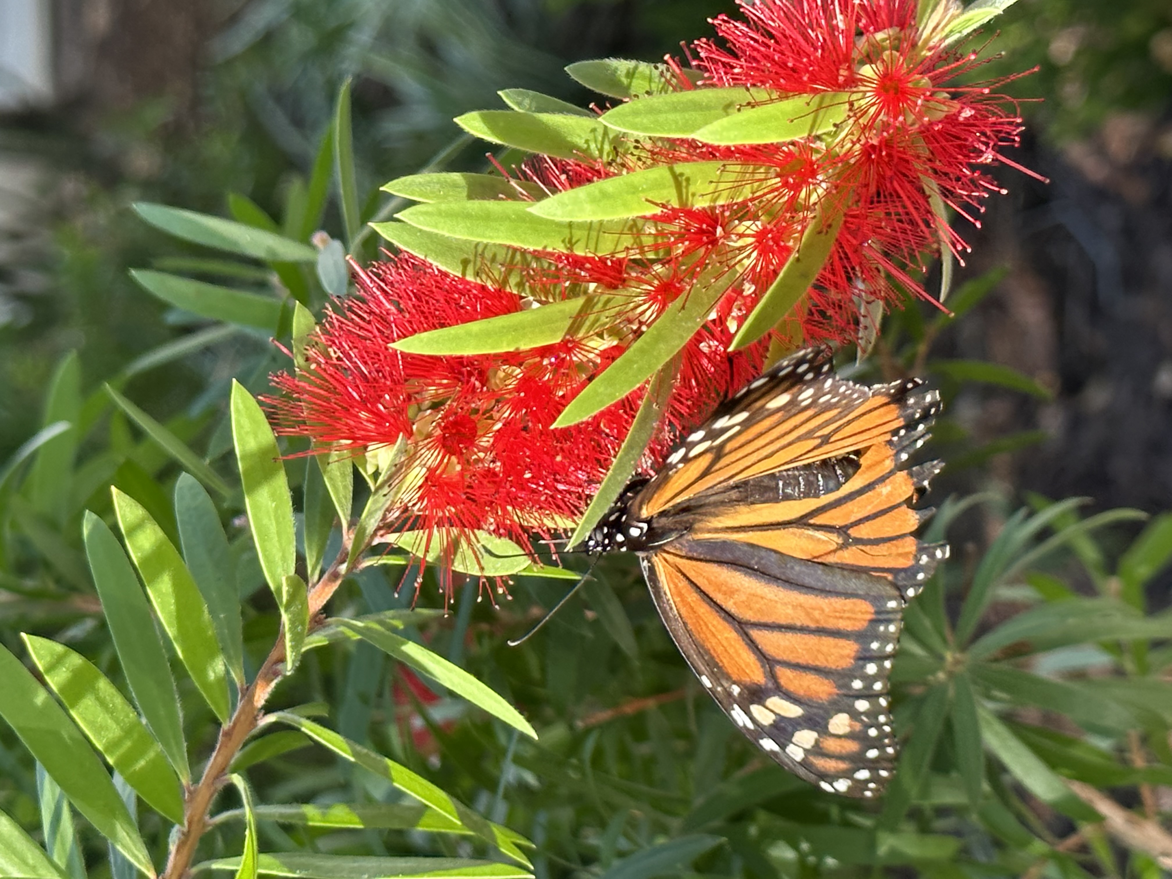Monarch Butterfly