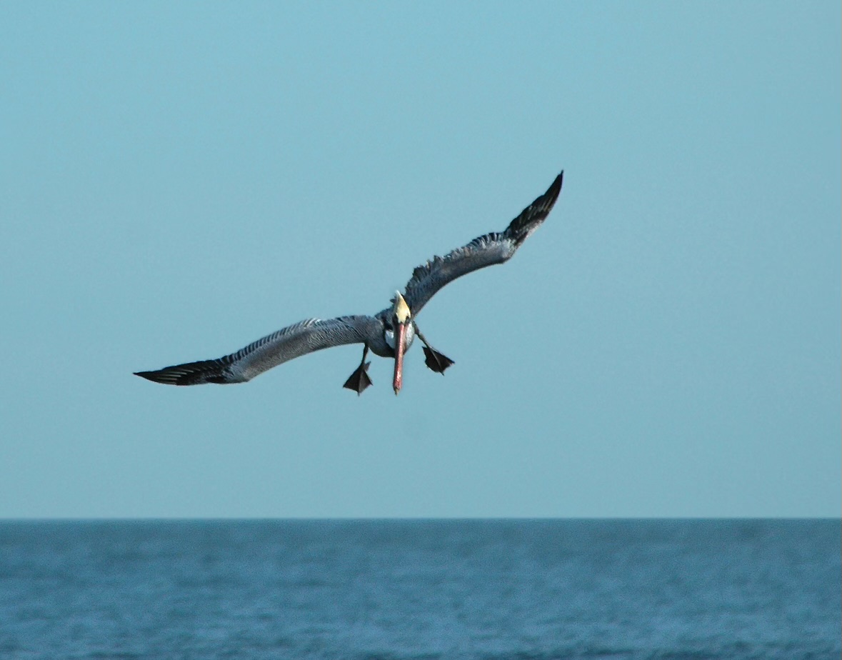 Diving Pelican