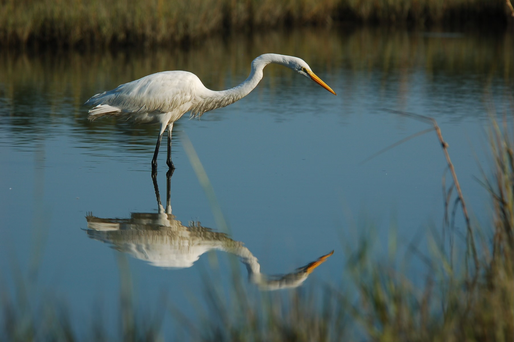 Egret in Marsh