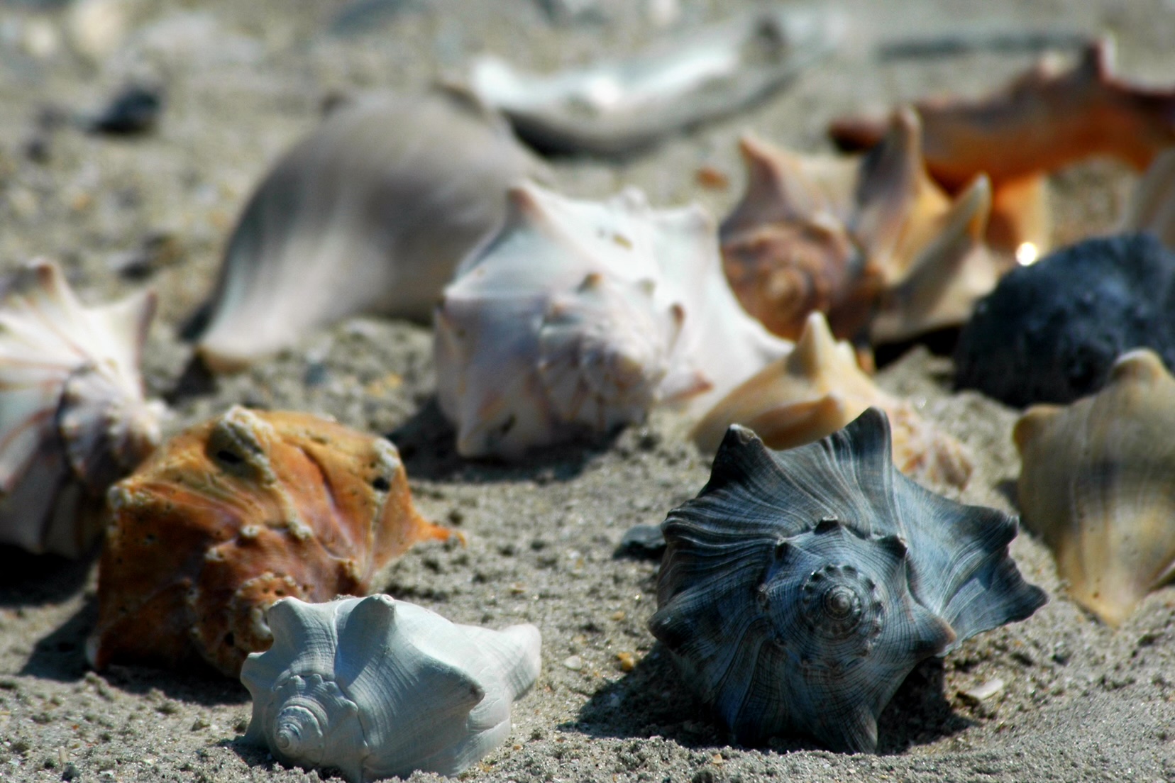 Shells on Botany Bay