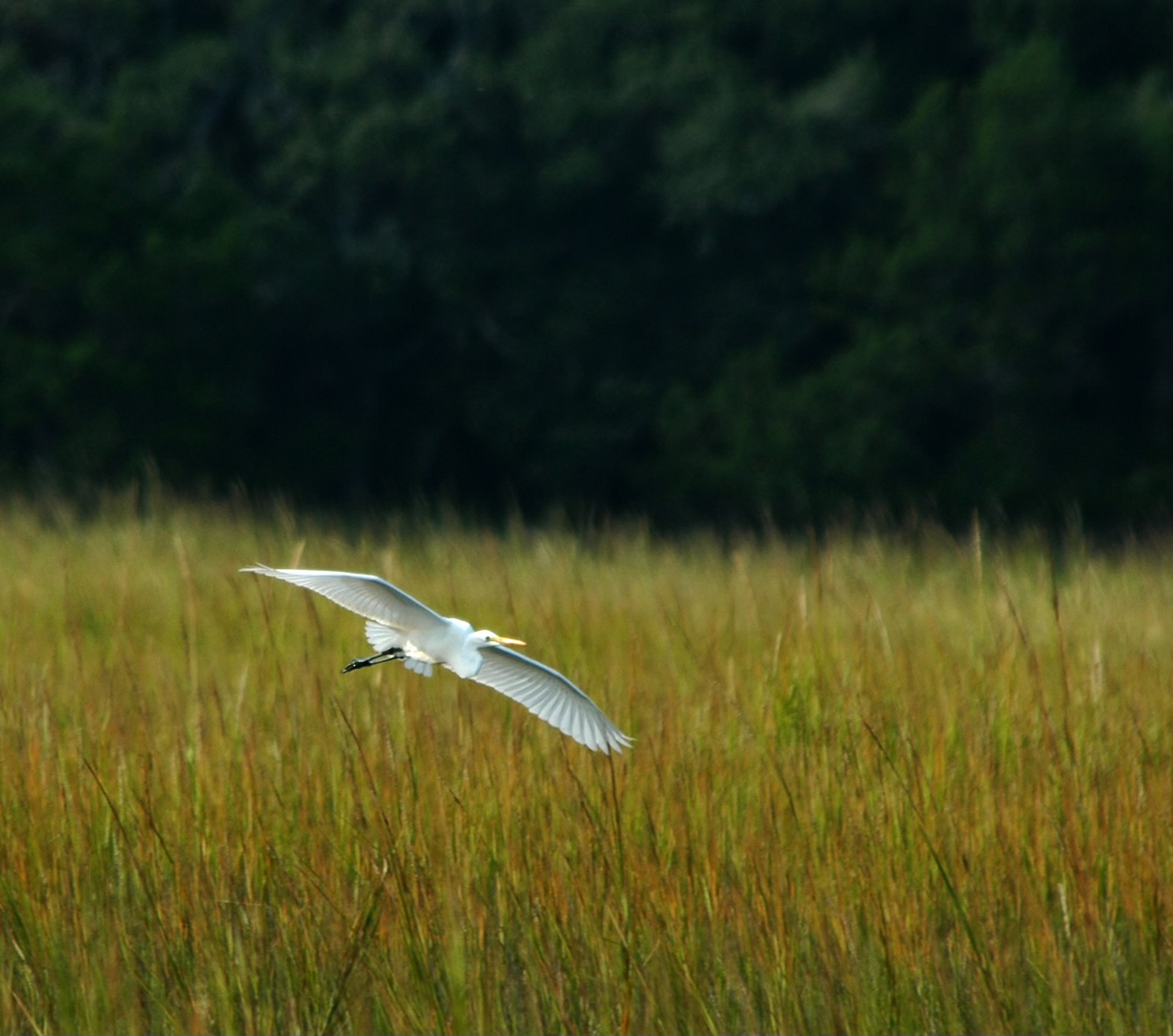 Heron off of Bailey Island