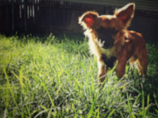 Pets In New Bern, Havelock and Emerald Isle, NC