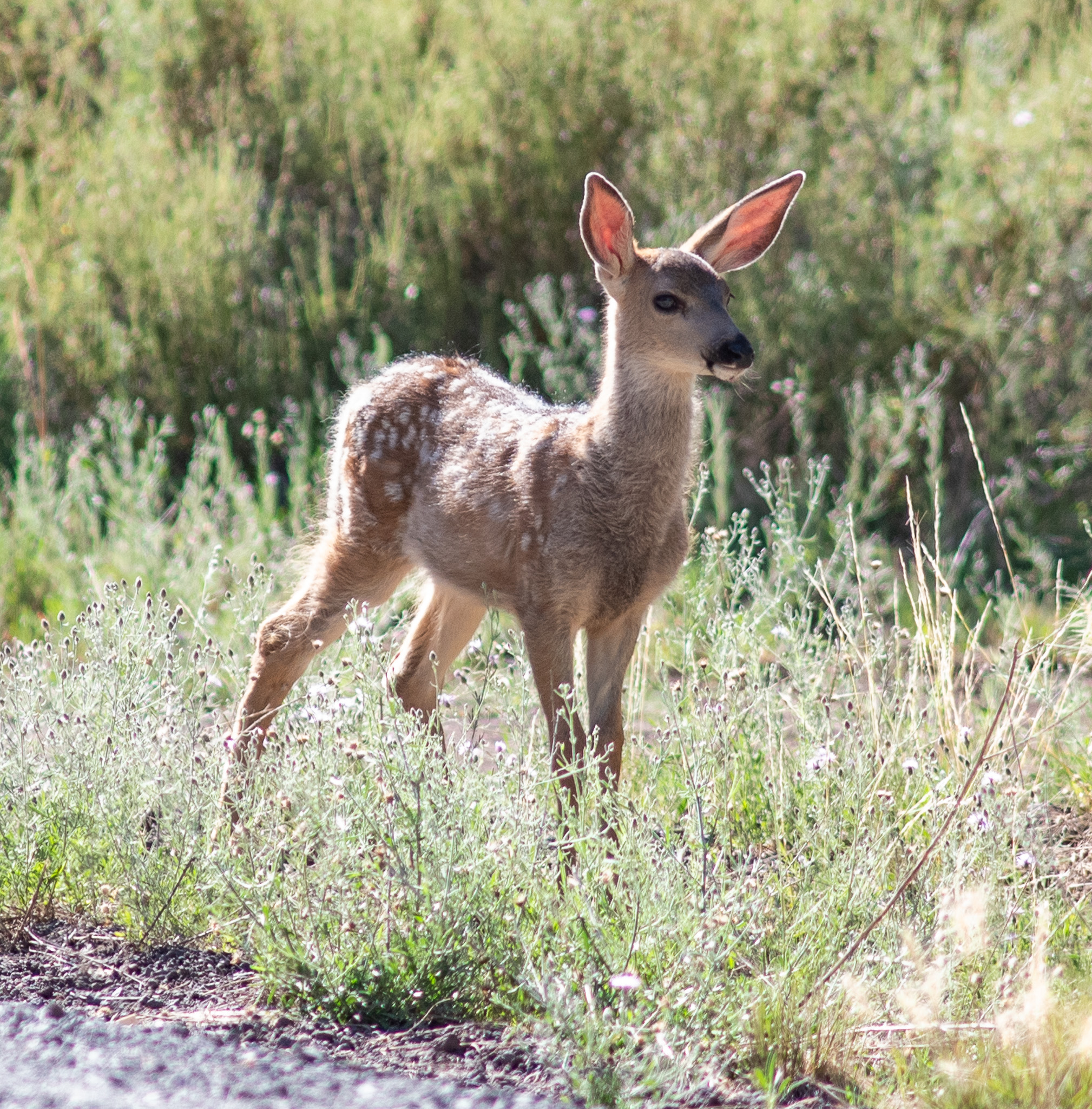 Central Oregon Market Report for April 15, 2026