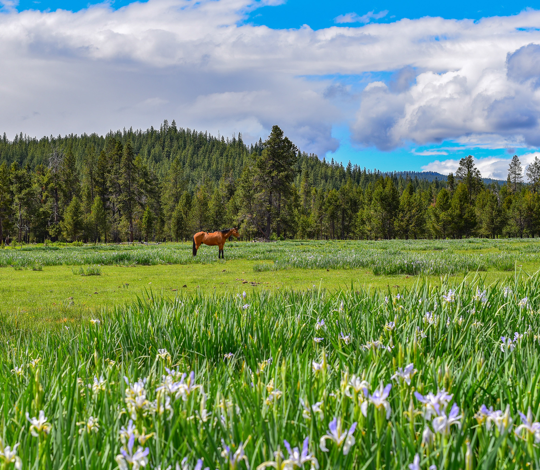Central Oregon Luxury Market Report for January 30, 2026