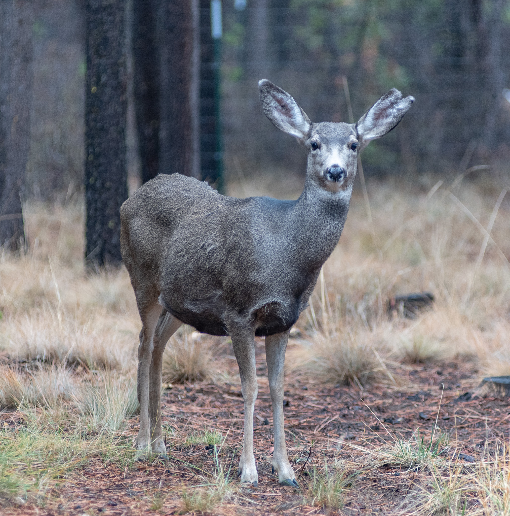Central Oregon Luxury Market Report for November 7, 2025