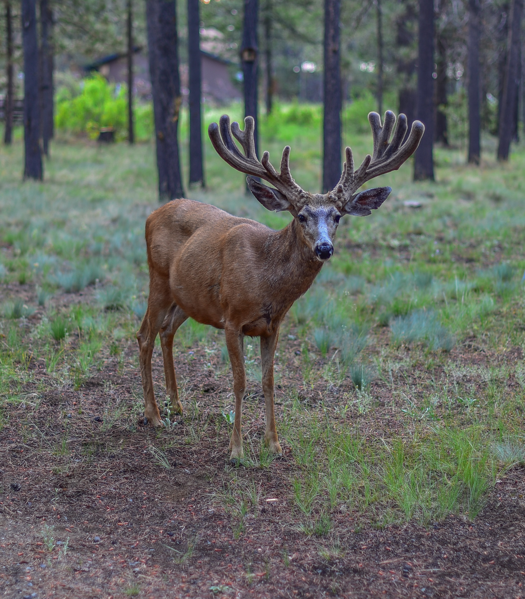 Central Oregon Luxury Market Report for December 26, 2025