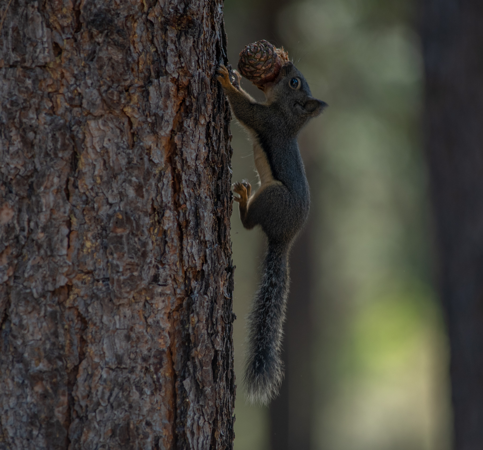 Central Oregon Market Report for August 20, 2025