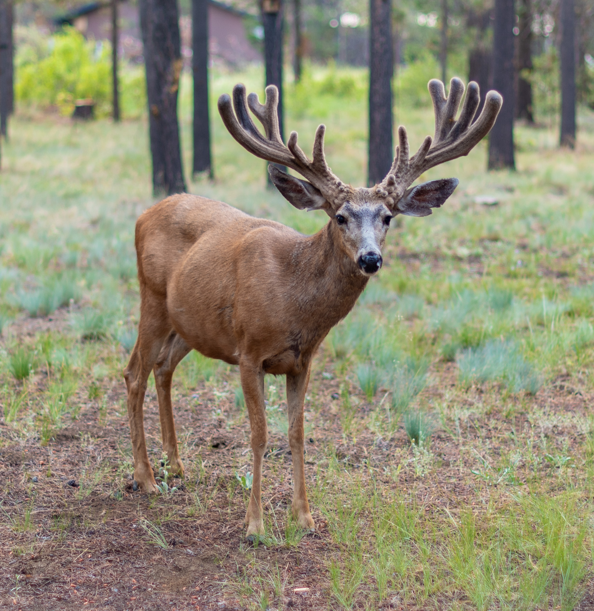 Central Oregon Market Report for July 12, 2023