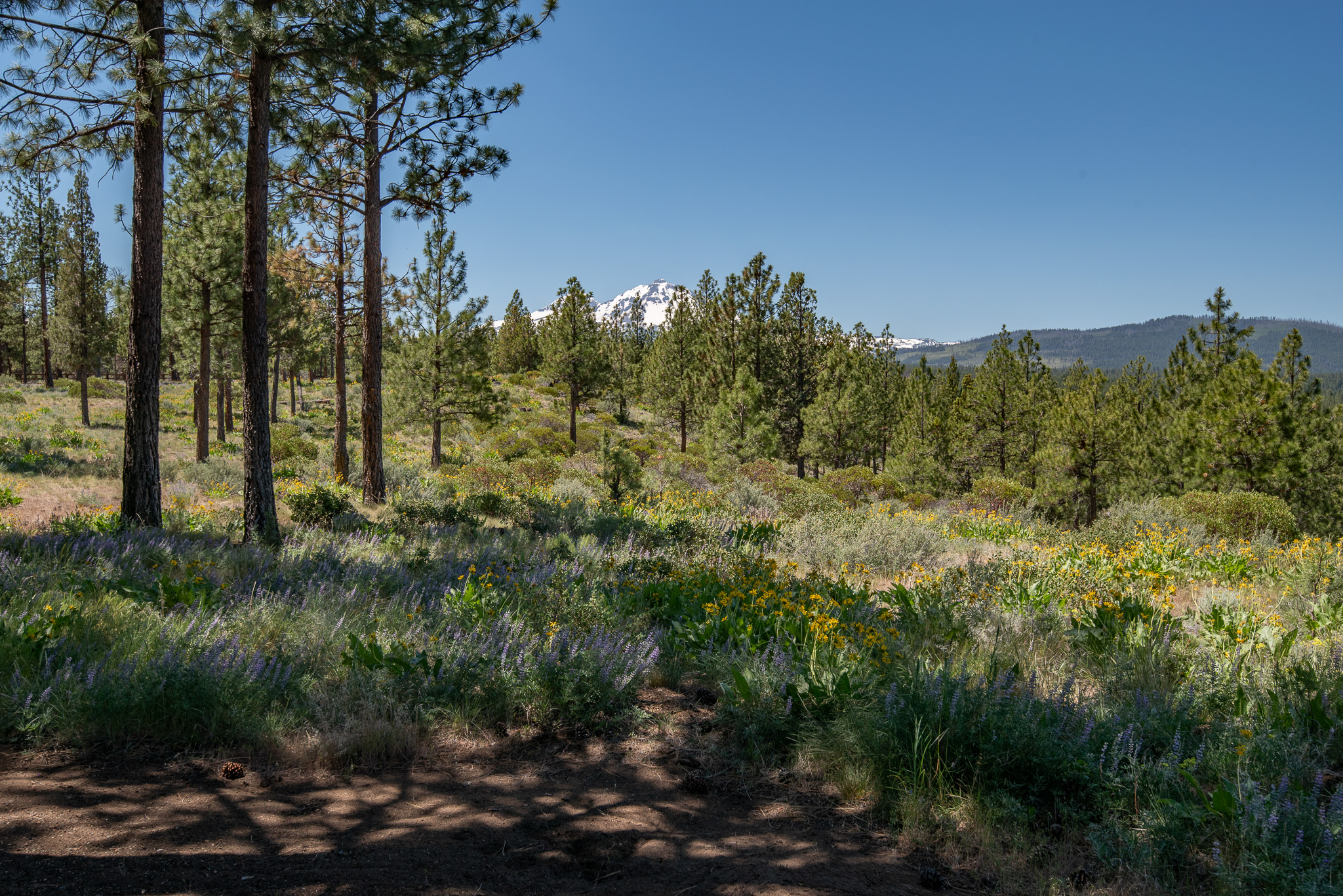 Central Oregon Market Report for June 18, 2025