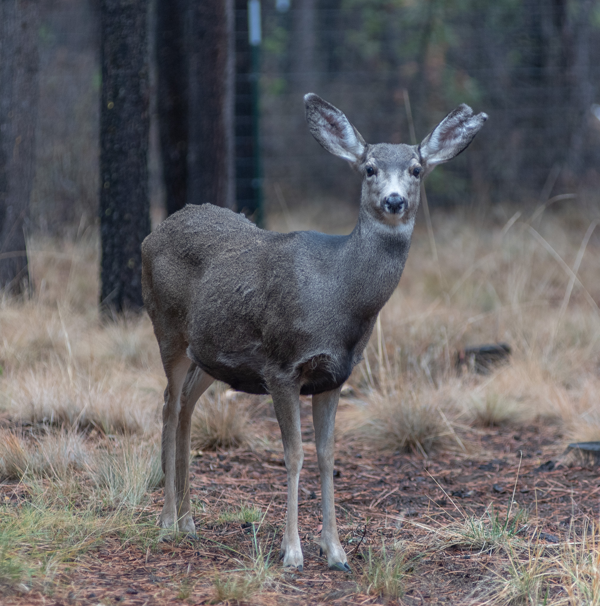 Central Oregon Market Report for March 4, 2026