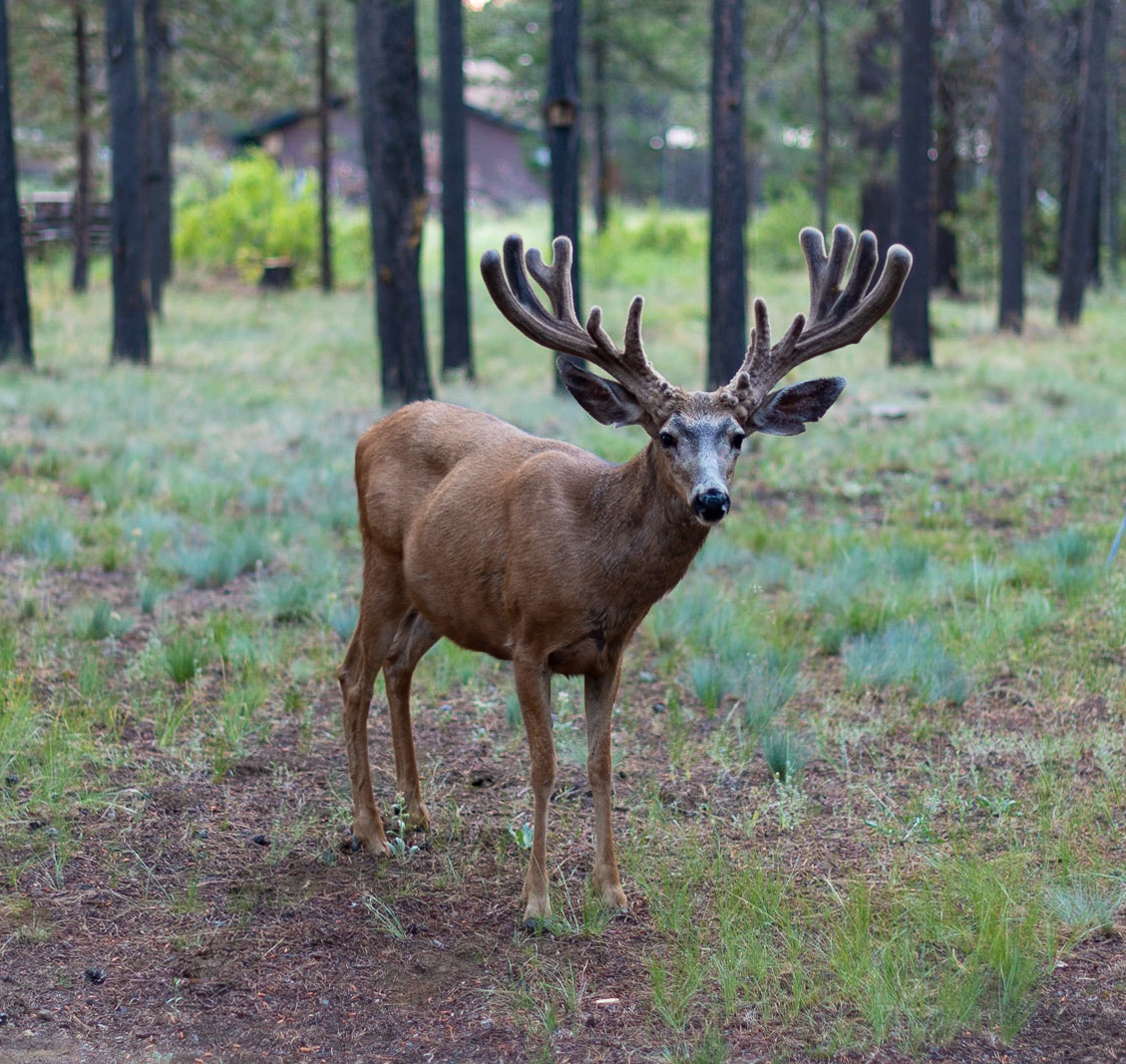 Central_Oregon_Market_Report_May_25_2022