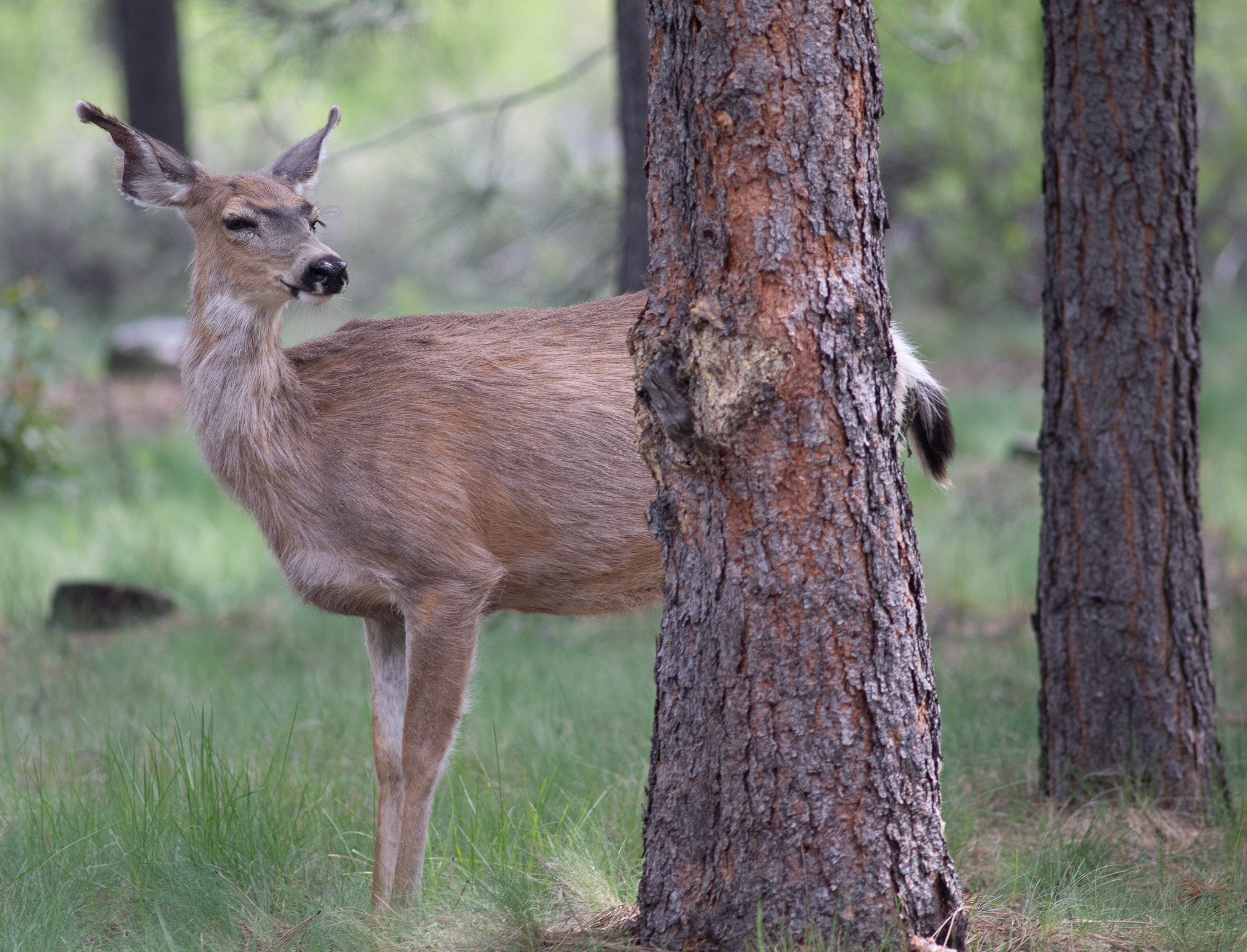 Central Oregon Market Report for May 29, 2024