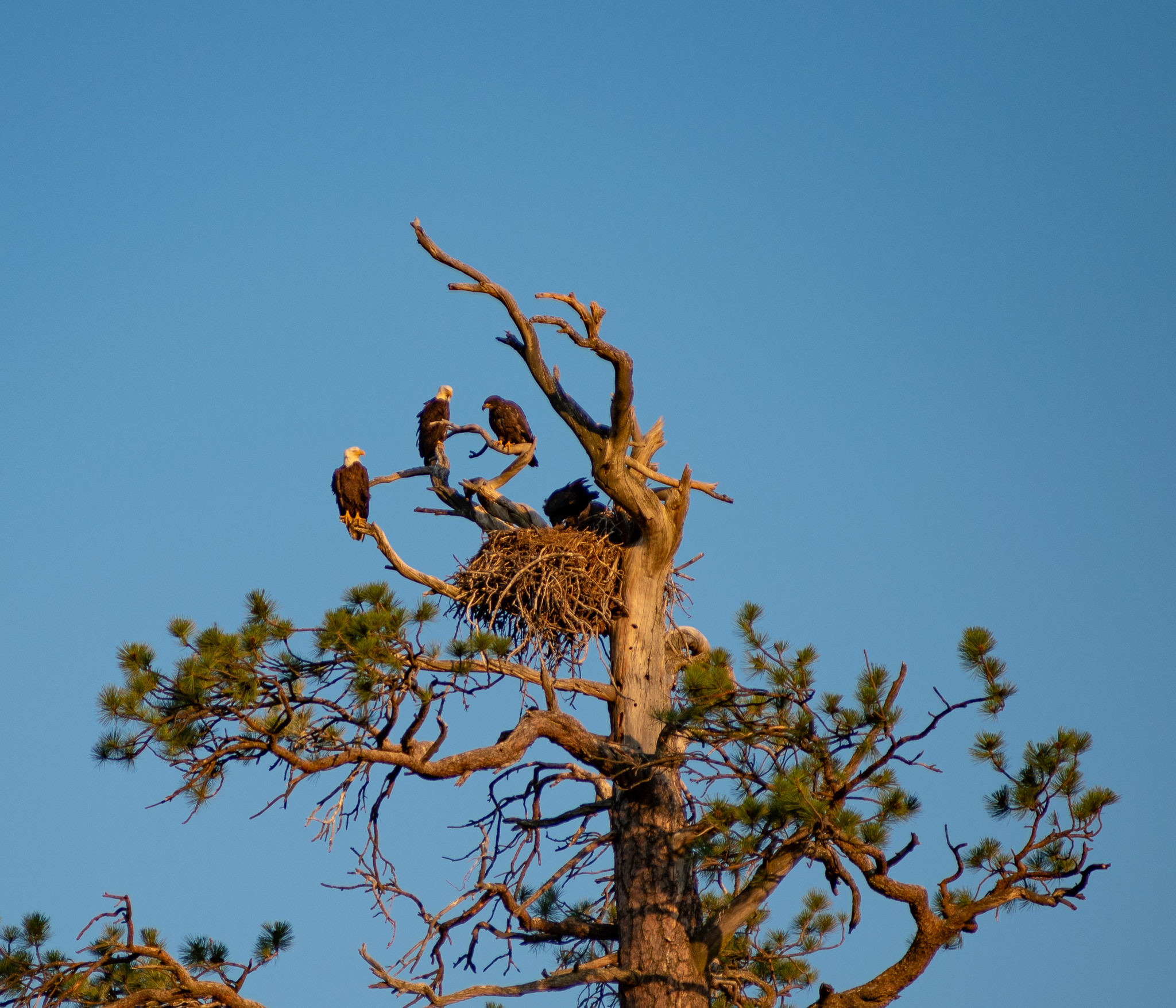 Central Oregon Market Report for November 27, 2024