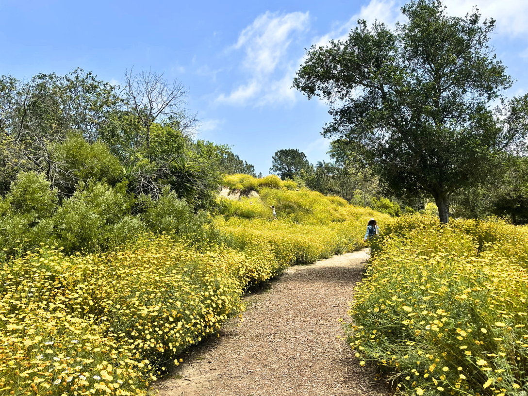 Outdoor space in Costa Mesa