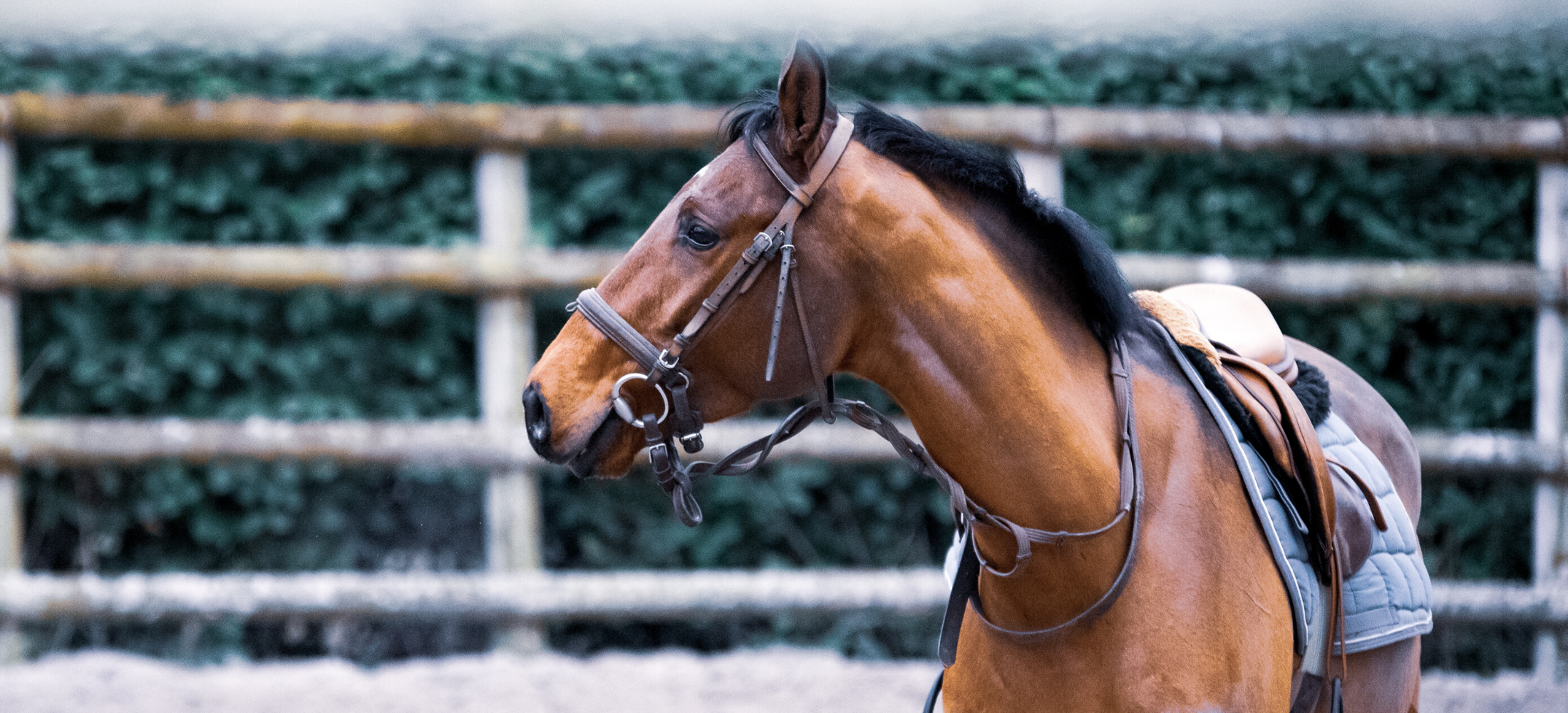 Nellie Gail Ranch Homes For Sale