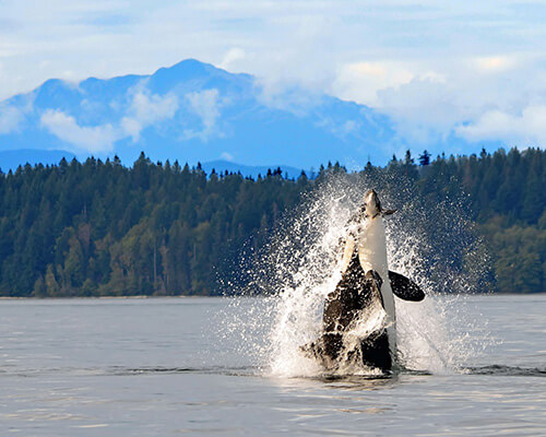 Campbell River Real Estate