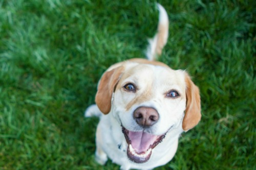 Dog