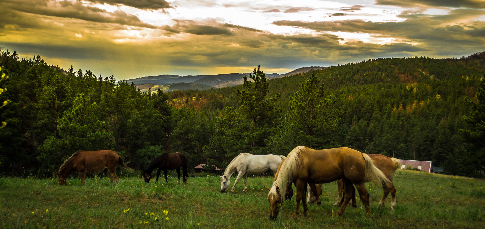 Horse Property For Sale In NW Washington