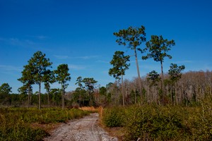 Rustic Isle of Pines in Orlando Florida near Lake Nona