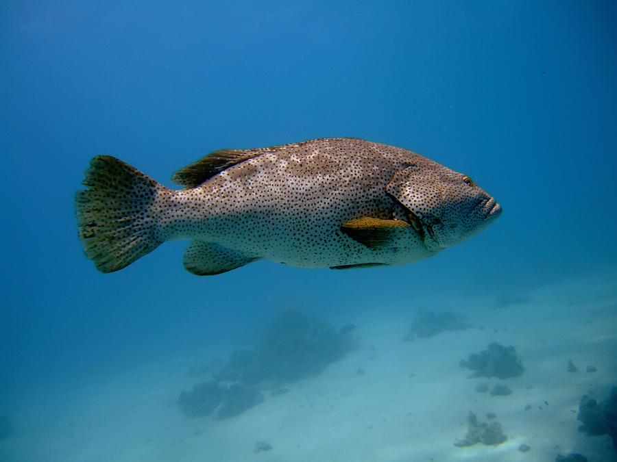 Live in Indian Rocks Beach and Go Fishing on Jaws Too