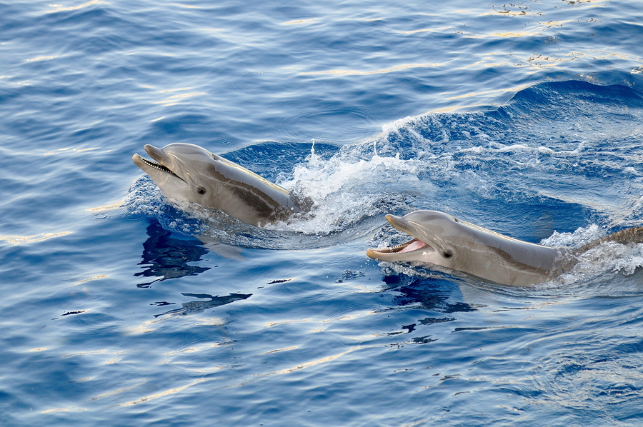 Ride a tugboat near Florida homes and see dolphins.