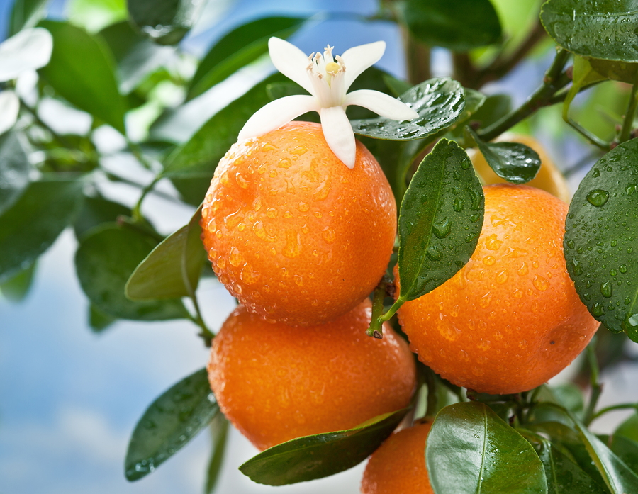 Get Amazing Oranges Near Florida Homes at Cee Bee's Citrus