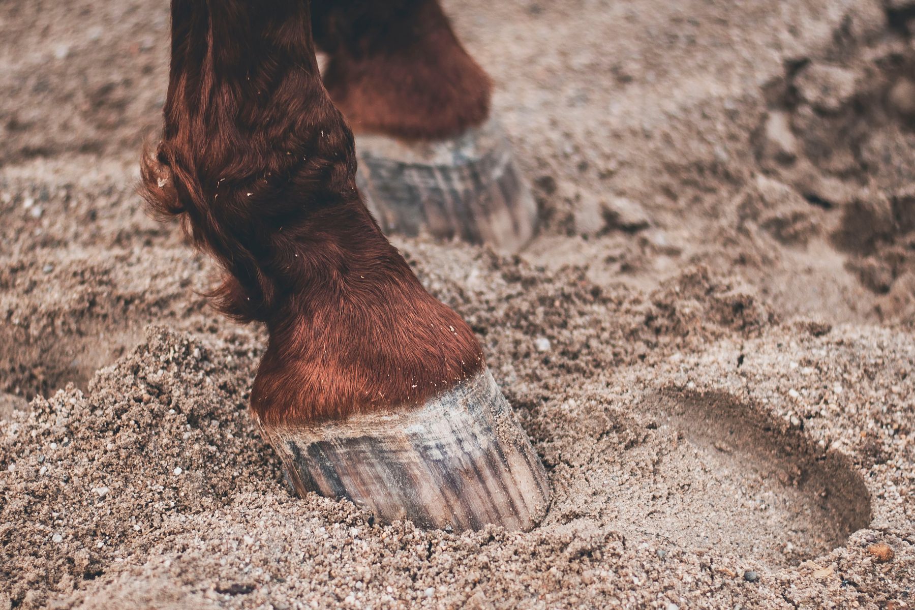Horse property