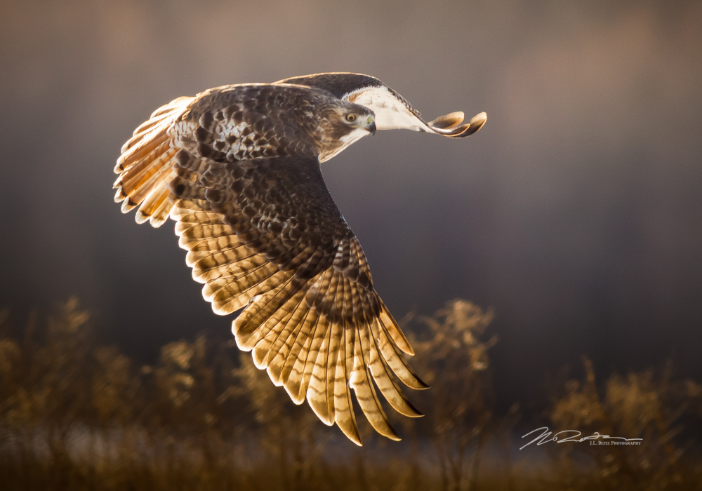 Hudson Valley Photographer