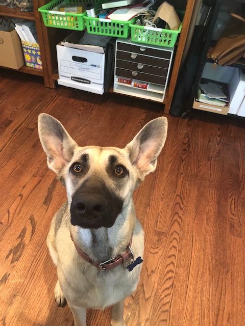 Dog
