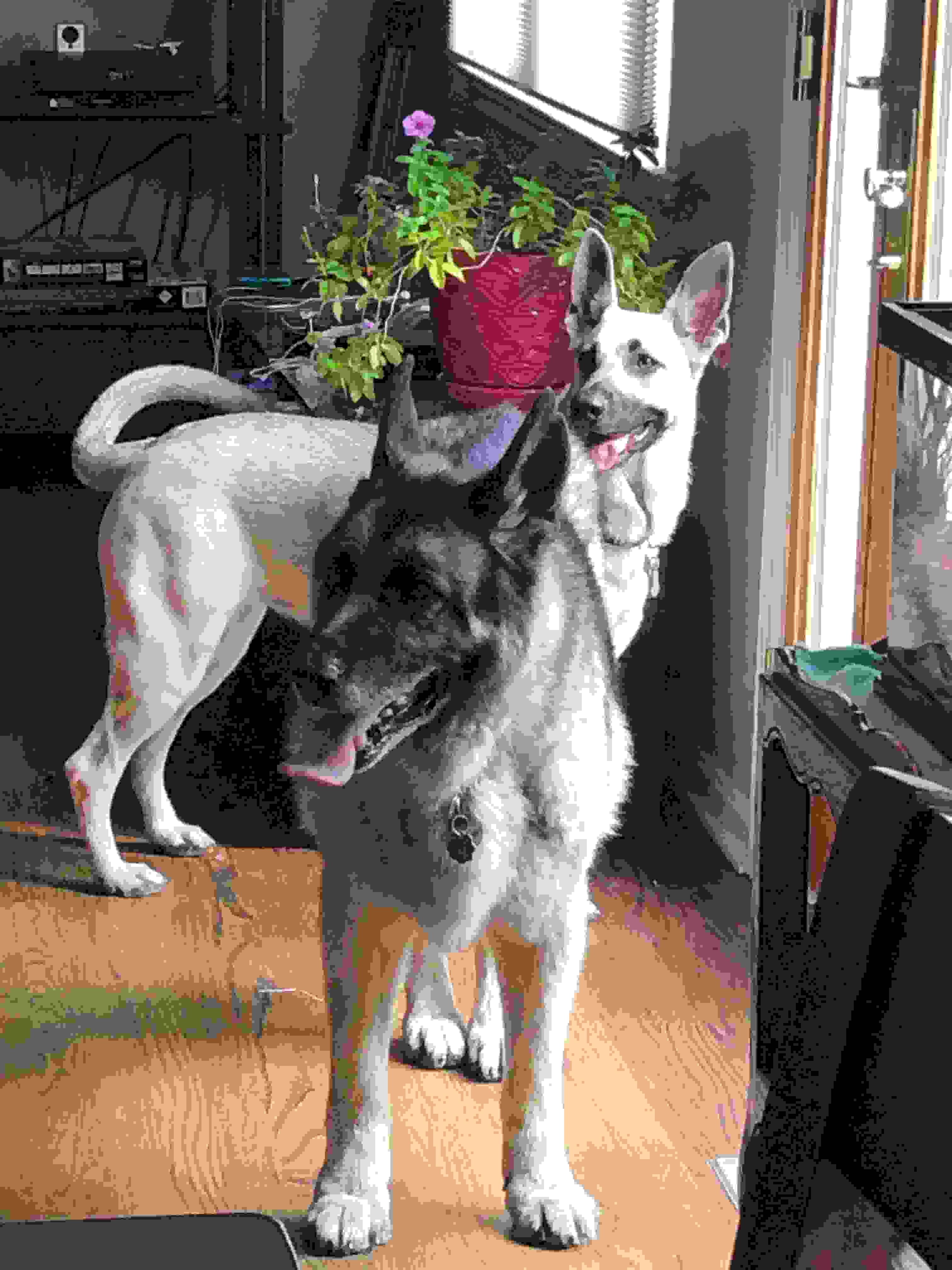 Dogs