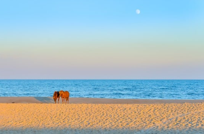 Assateague Island & South Point Homes for Sale