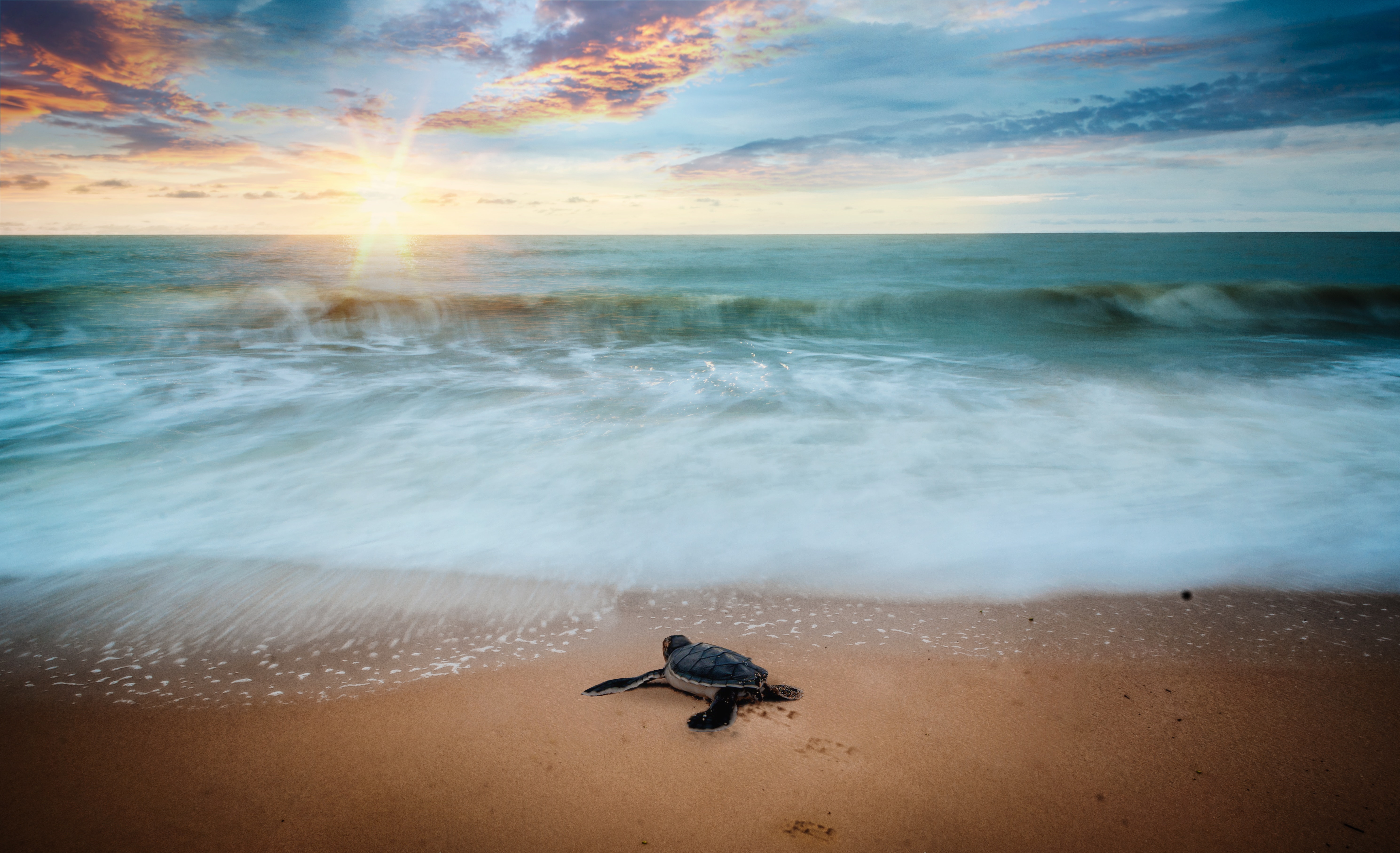 Eric Gunther Realtor Palm Beach Island Sea Turtle