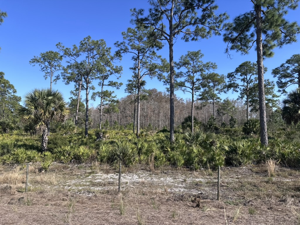 Pine and palmetto preserve view from a Tucker's Cove homesite