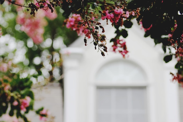 Pink flowers in focus.