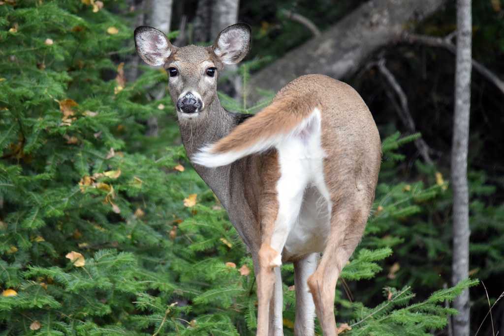 White-tailed deer standing at the edge of a forest