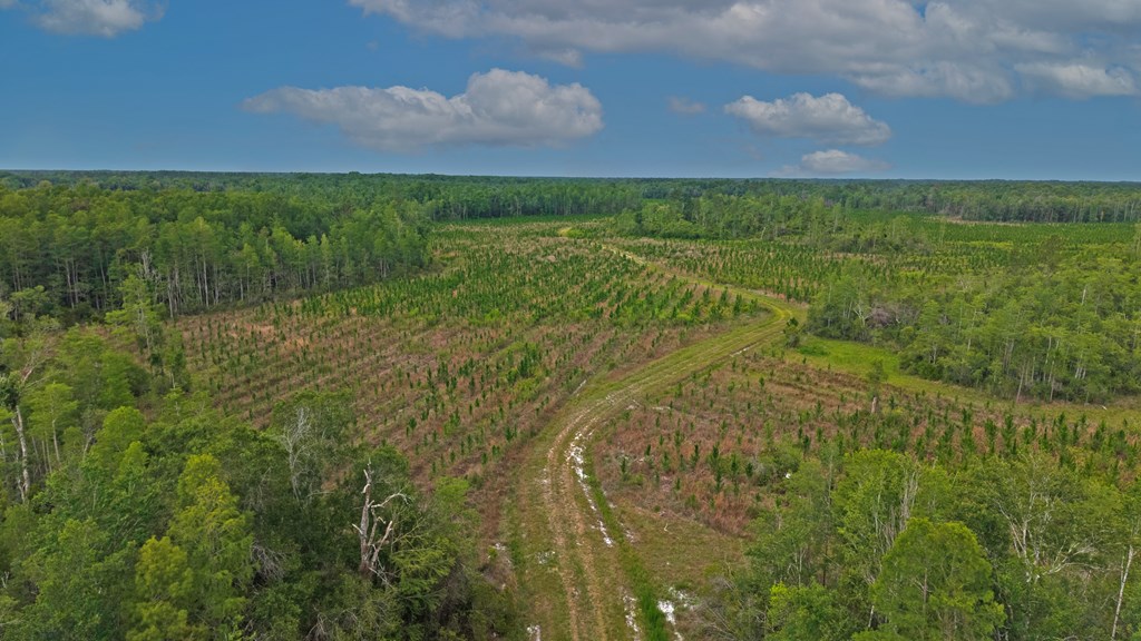 Timber on a North Florida land tract
