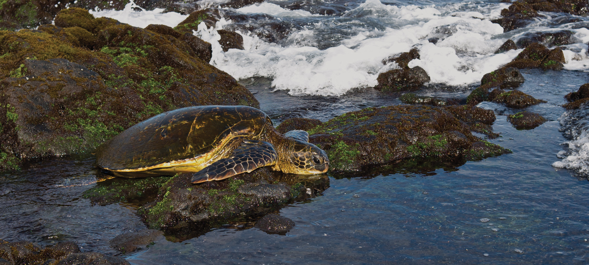 Punaluu / Laie Homes For Sale Search Punaluu / Laie, HI Real Estate