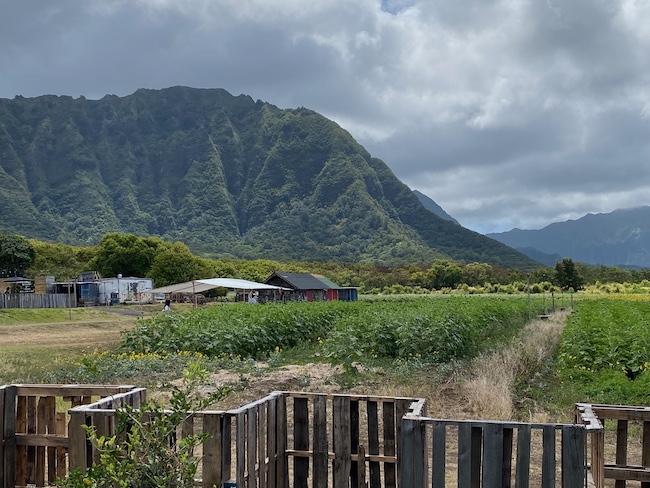 Barn at Waimanalo Country Farms