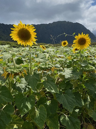 Waimanalo Sunflower Closeup 2