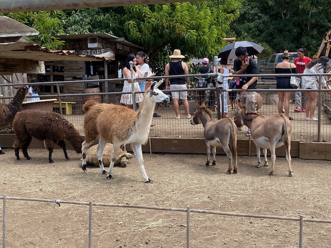 Waimanalo Llamas, Pigs and Donkeys
