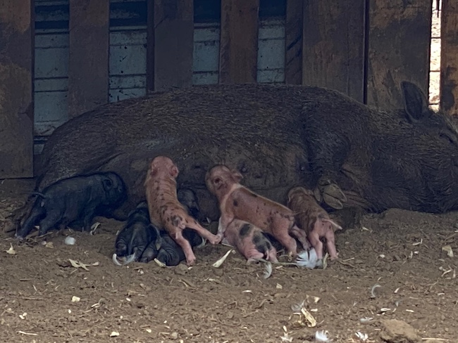 Waimanalo Piglets Nursing