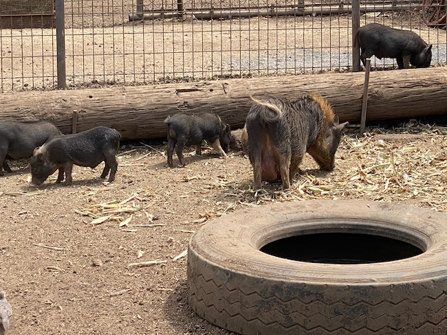 Waimanalo Pigs and Tire