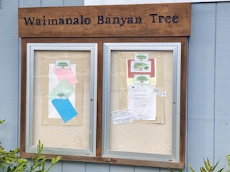 Waimanalo Banyan Tree