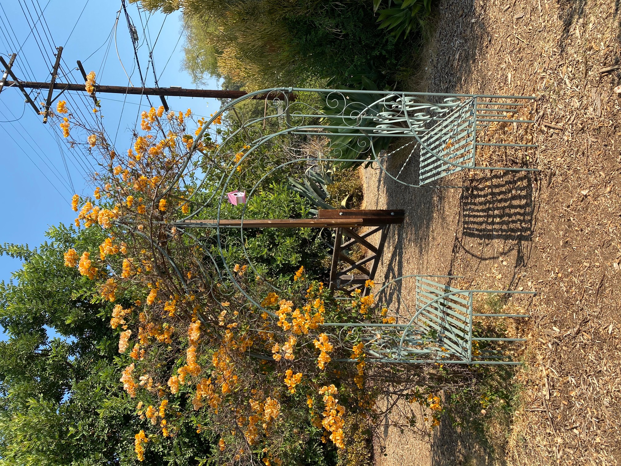 Arlington Garden 002
