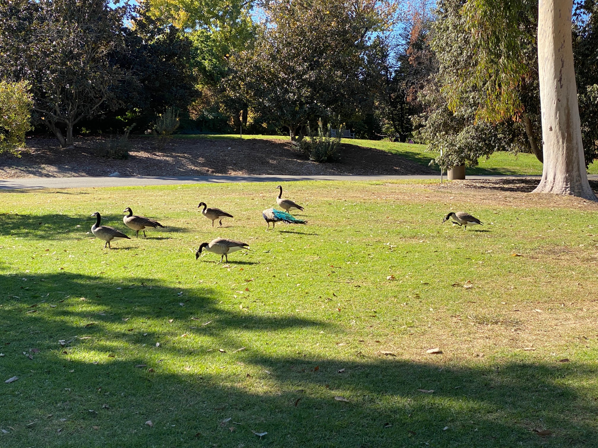 Los Angeles County Arboretum
